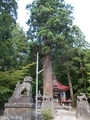 20190716 中野神社の大杉 拝殿前(黒石市南中野)