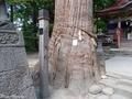 20190716 中野神社の大杉 拝殿前(黒石市南中野)