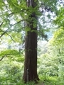 20190716 中野神社の大杉 拝殿南側(黒石市南中野)