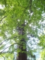 20190716 中野神社の大杉 拝殿南側(黒石市南中野)