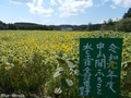 20190824 山の楽校 ひまわり畑とそば畑(八戸市南郷)