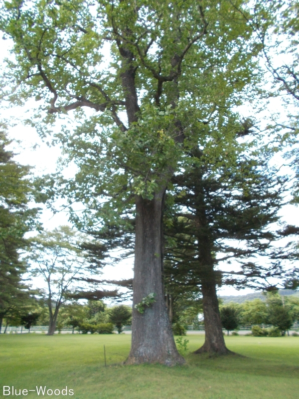 20190824 大堀公園のユリノキ(十和田市奥瀬)