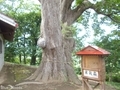 20190830 稲荷神社のハリギリ(今別町鍋田)