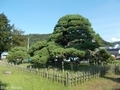 20190904 関根の松(三戸町川守田)