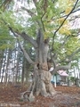 20191016 香取神社のケヤキ(五所川原市持子沢)