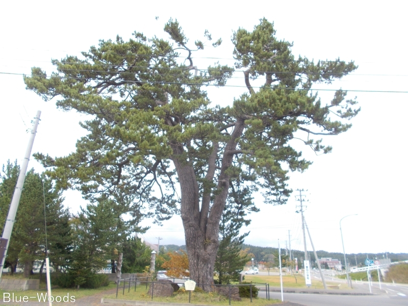 20191022 鍛冶屋の一本松(外ヶ浜町蟹田)