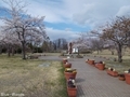 20200423 津軽サービスエリア下り 桜(平川市沖館)