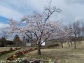 20200423 津軽サービスエリア下り 桜(平川市沖館)