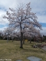 20200423 津軽サービスエリア下り 桜(平川市沖館)