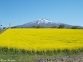 20200514 菜の花畑(鰺ヶ沢町建石町)