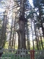 20200514 巌鬼山神社の大杉(弘前市十腰内)