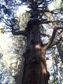 20200514 巌鬼山神社の大杉(弘前市十腰内)