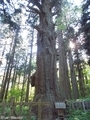 20200514 巌鬼山神社の大杉(弘前市十腰内)