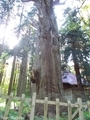 20200514 巌鬼山神社の大杉(弘前市十腰内)