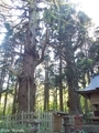 20200514 巌鬼山神社の大杉(弘前市十腰内)