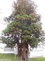 20201009 岩木山神社