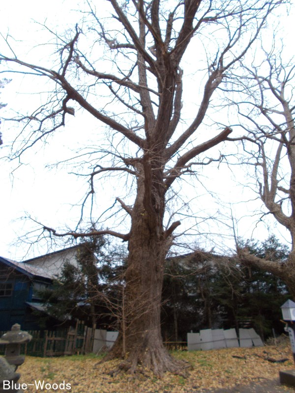 20201120 熊野宮(金木町喜良市)