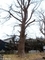 20201120 熊野宮(金木町喜良市)