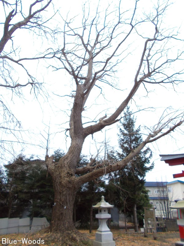 20201120 熊野宮(金木町喜良市)
