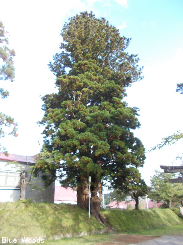 20221006 岩木山神社