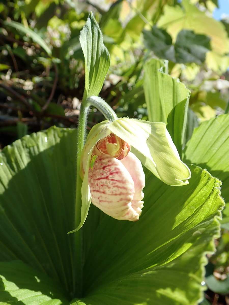 神奈川県のクマガイソウ - 蓼食う虫も好き好き