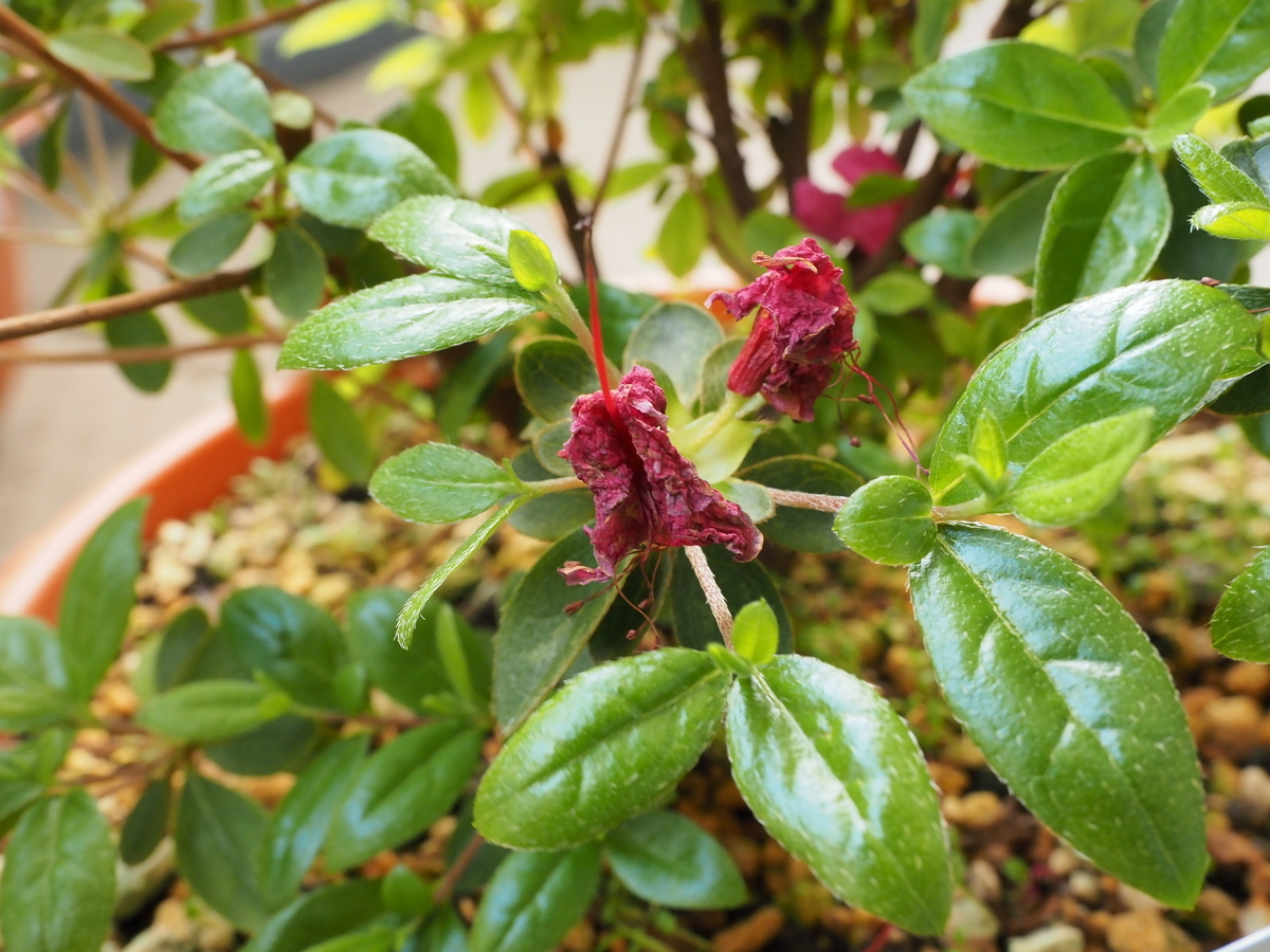 ツツジ の 花 がら 摘み