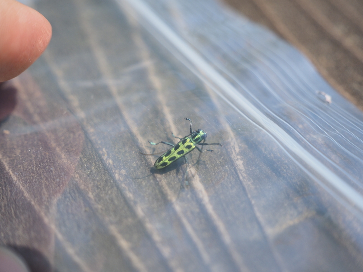 フチグロヤツボシカミキリはホオノキに現れる。葉に残る食痕や探し方を 