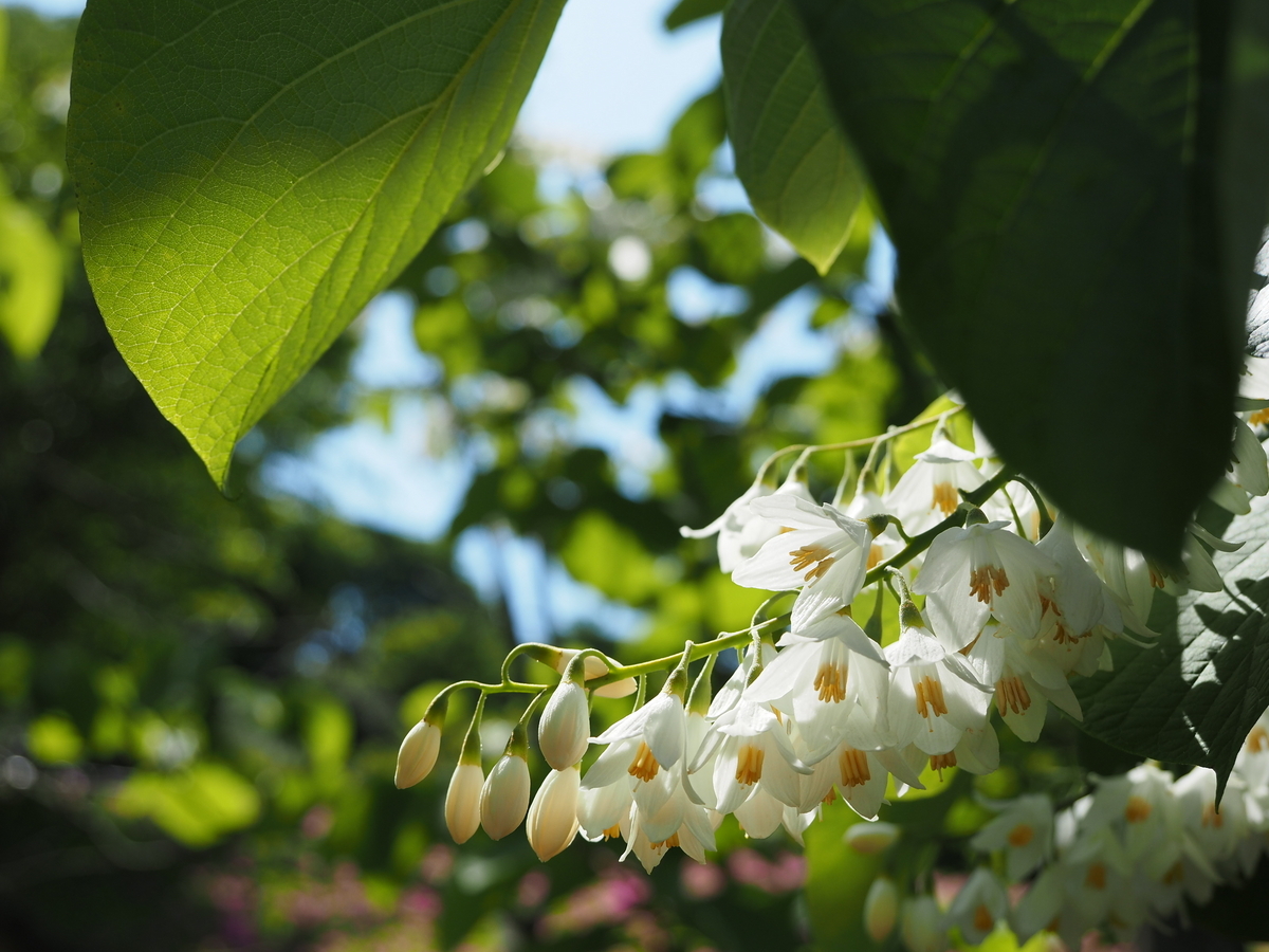 白い花が可愛らしい エゴノキ 263 H2.0m位 エゴ 白い花 落葉樹 自然樹