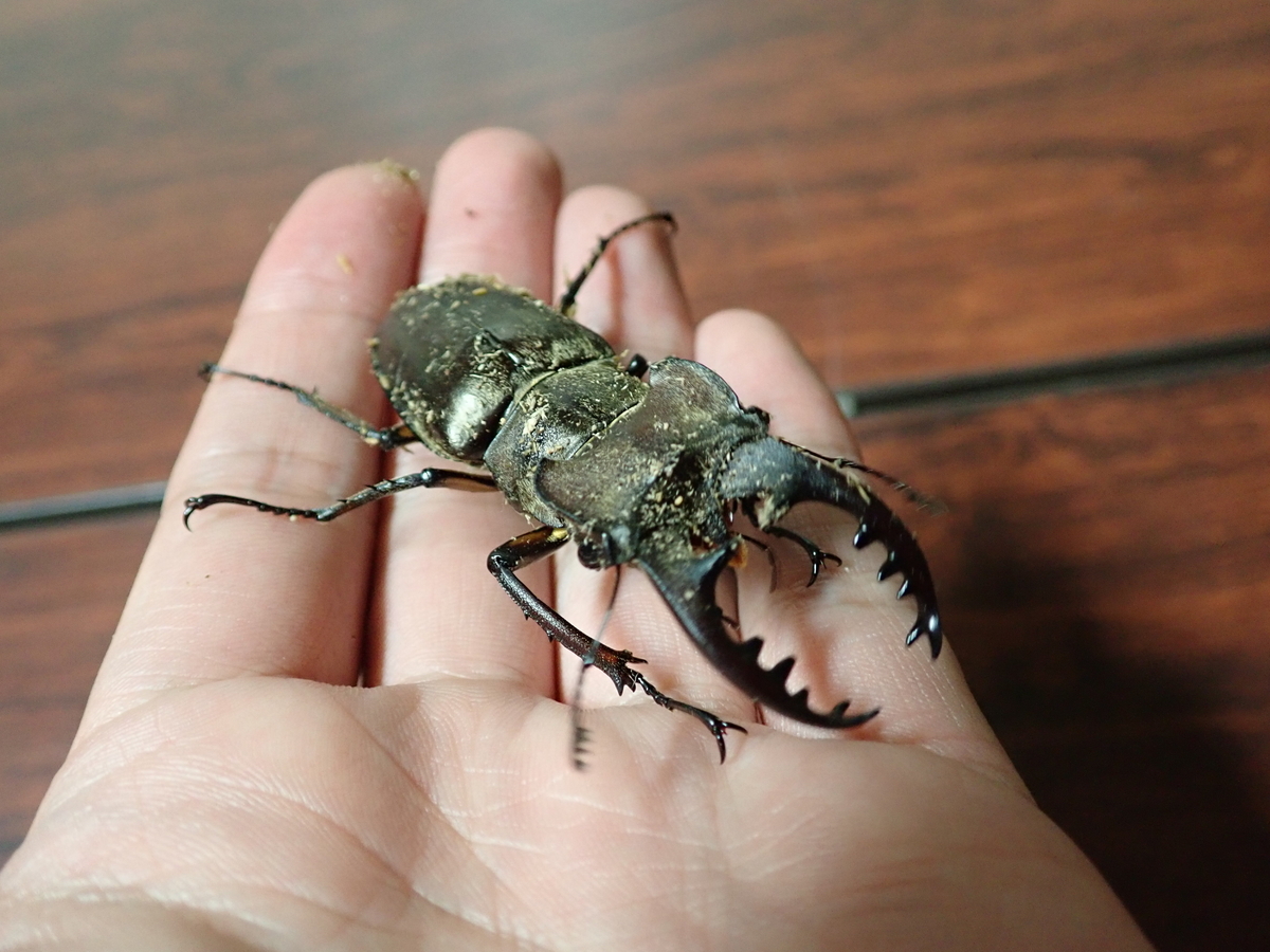 難しいとされる神奈川県のミヤマクワガタ採集。 宮ケ瀬付近のクヌギや