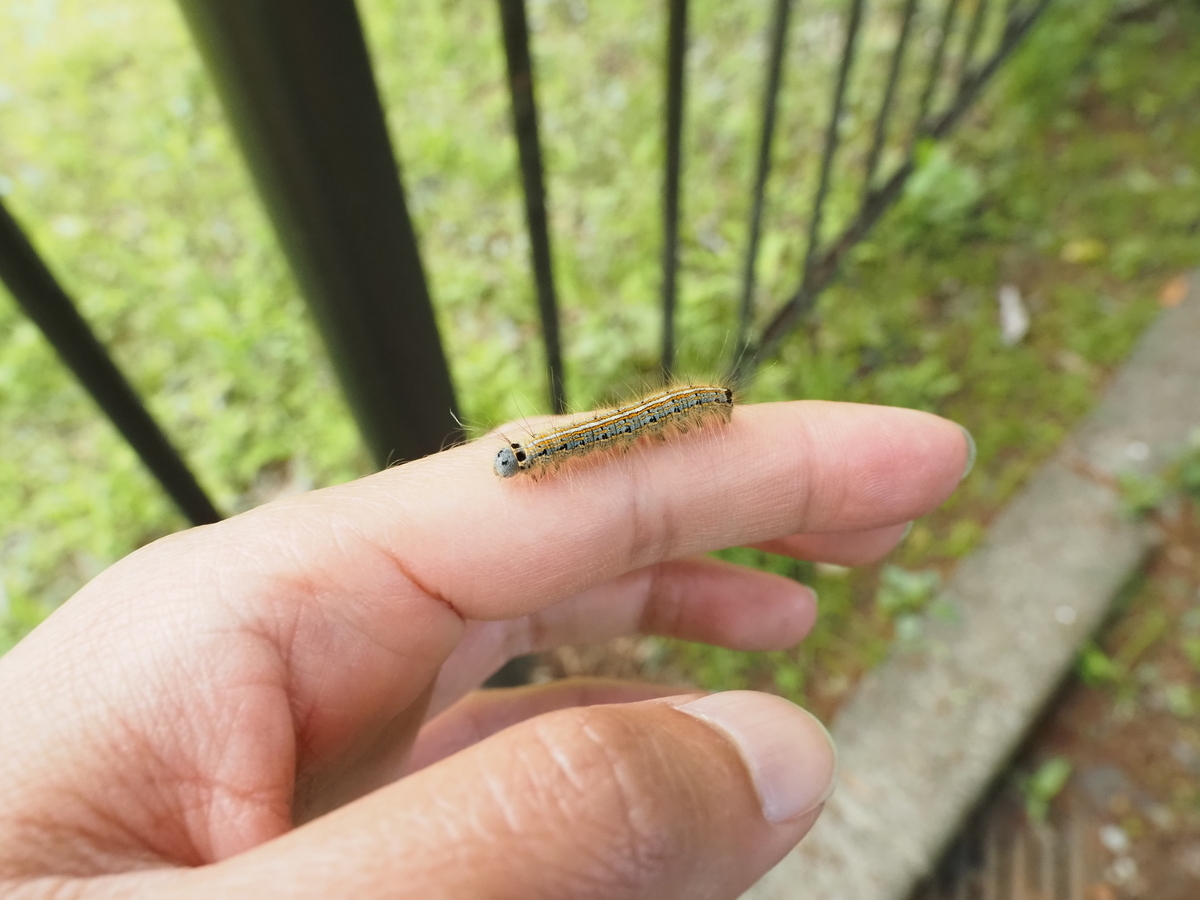 毛虫 大量 発生
