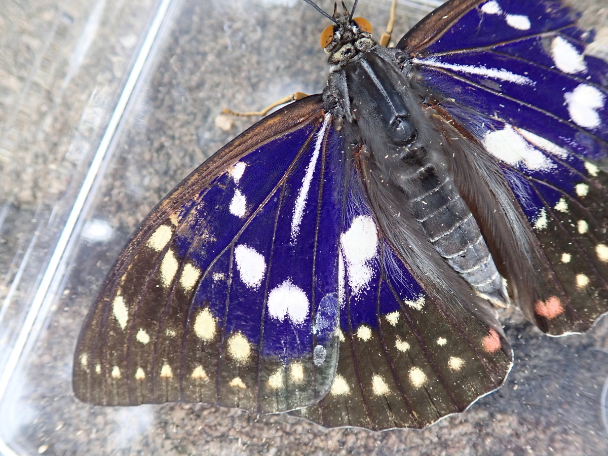 神奈川県で探す絶滅危惧種オオムラサキ。国蝶オオムラサキの探し方と