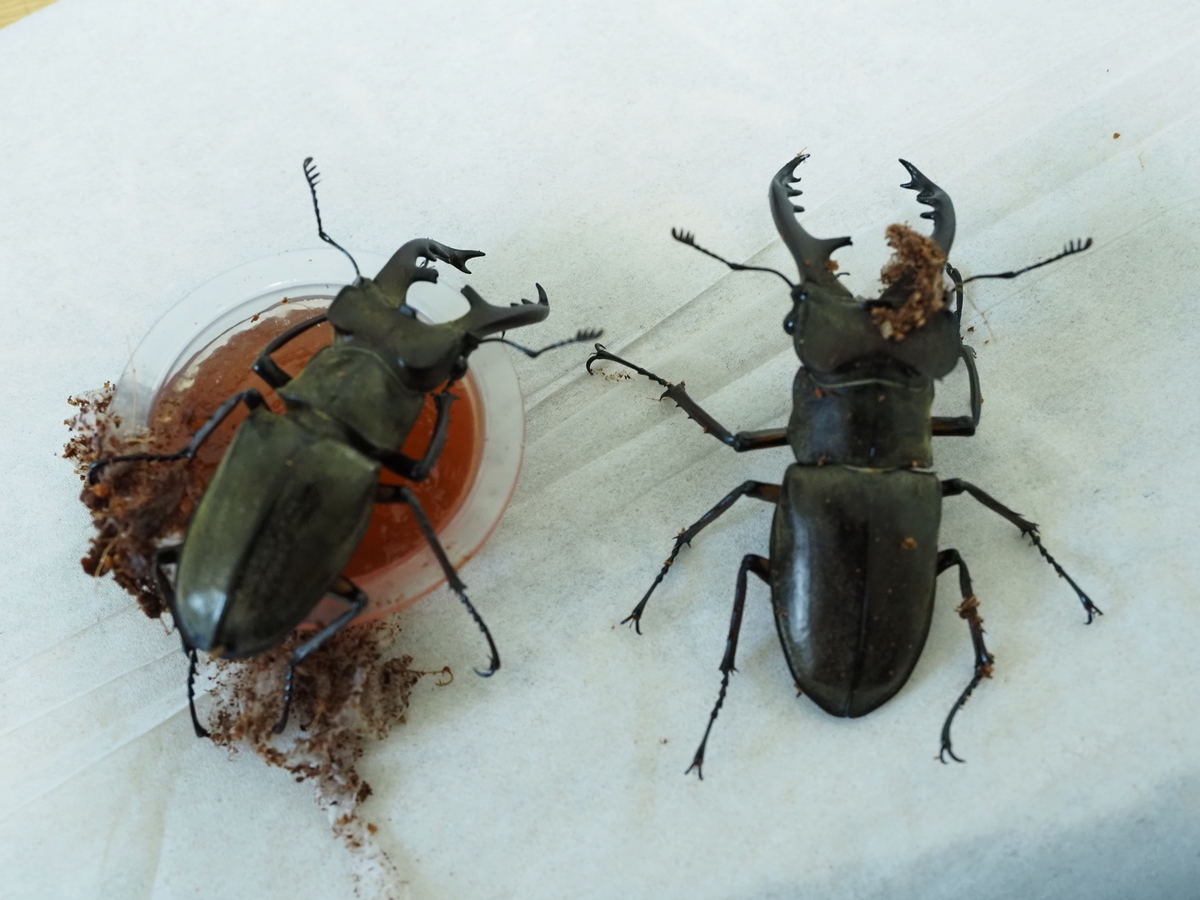 高尾山ミヤマクワガタ採集記6 8月のミヤマ採集は外灯ではなく樹液の