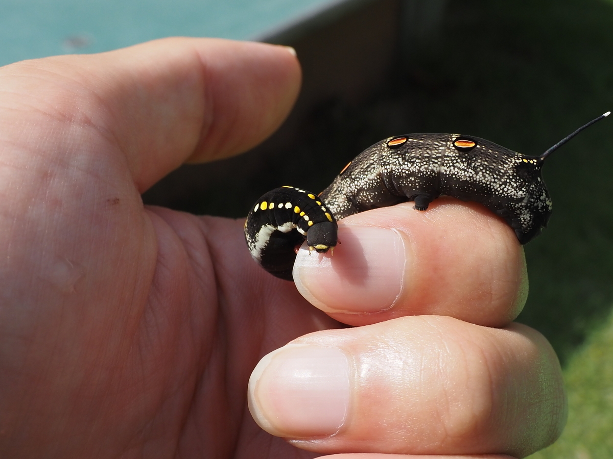 セスジスズメ 幼虫 毒