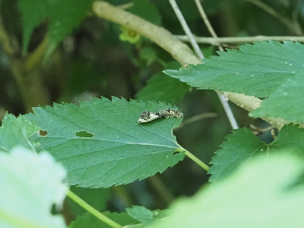 柑橘類の葉っぱ アゲハチョウ幼虫のエサ 150グラム以上 無農薬