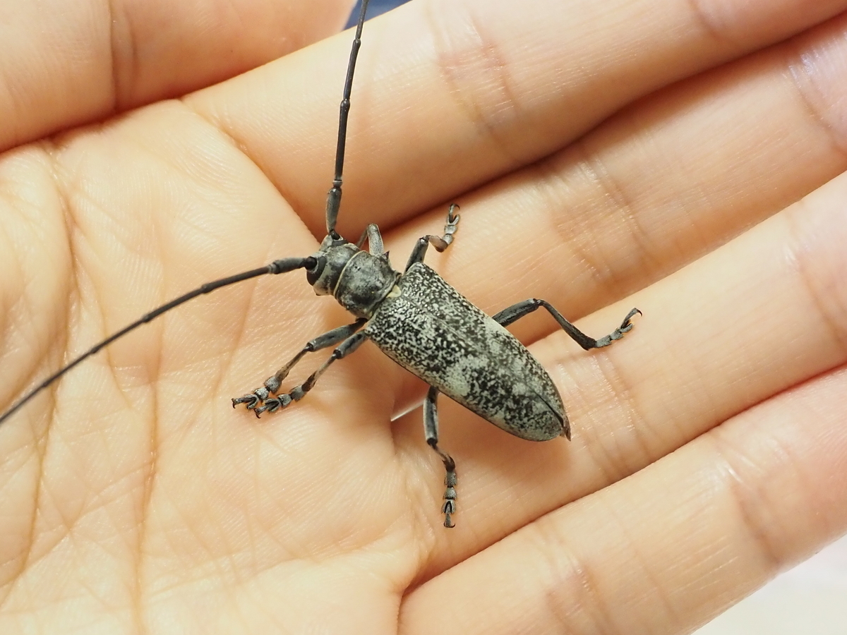 高尾山ヨコヤマヒゲナガカミキリ採集記3 ヨコヤマ採集は外灯ではなく