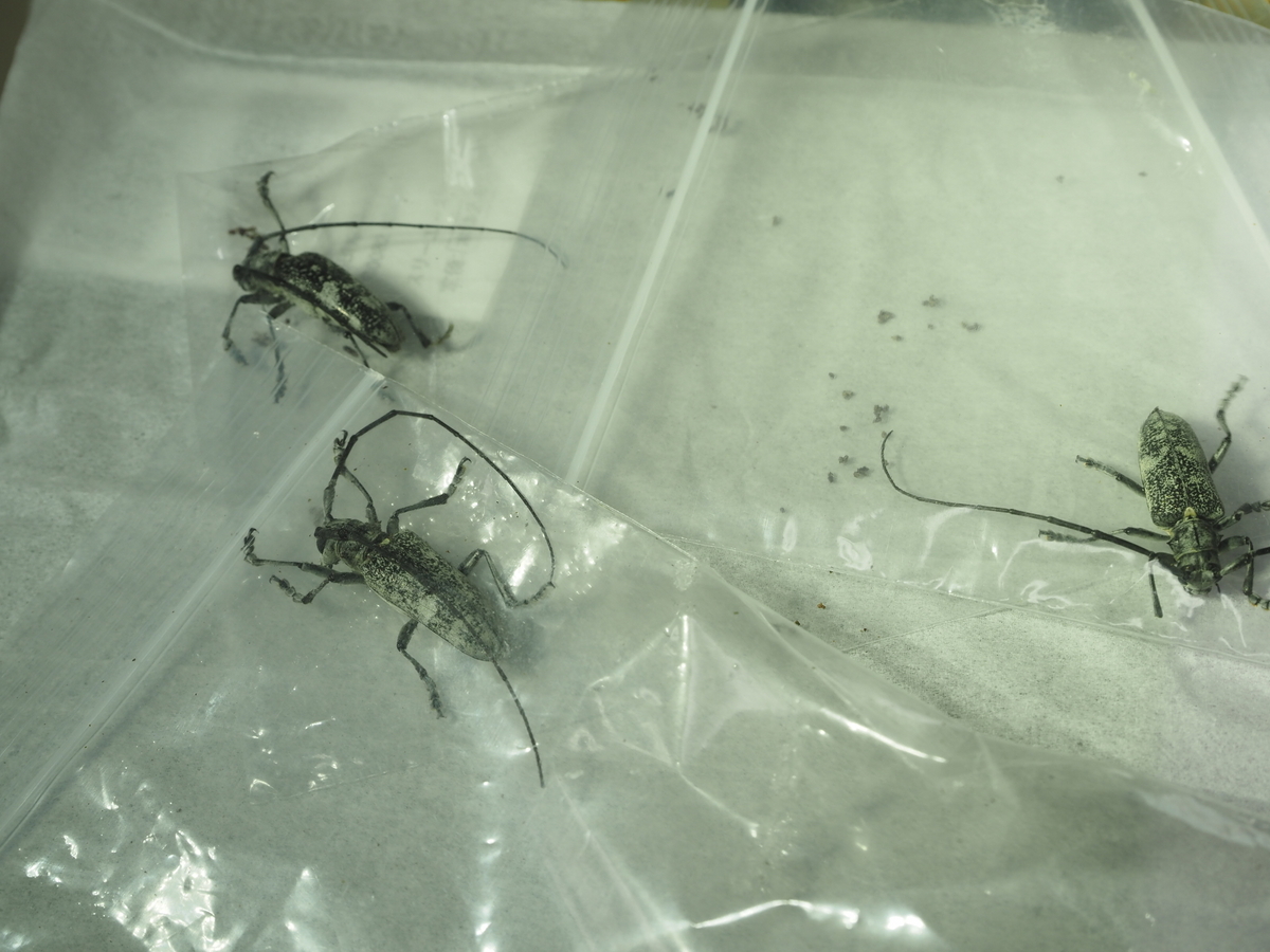 高尾山ヨコヤマヒゲナガカミキリ採集記3 ヨコヤマ採集は外灯ではなく