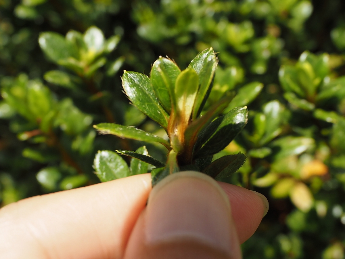 ツツジの花芽と葉芽の見分け方。無剪定と剪定時の花芽形成時期の違い。 - 蓼食う虫も好き好き