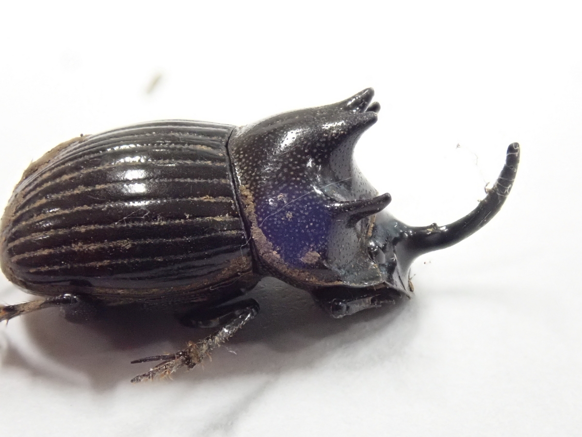 ゴホンダイコクコガネは絶滅危惧種で珍しい？ 採集するなら生態を理解