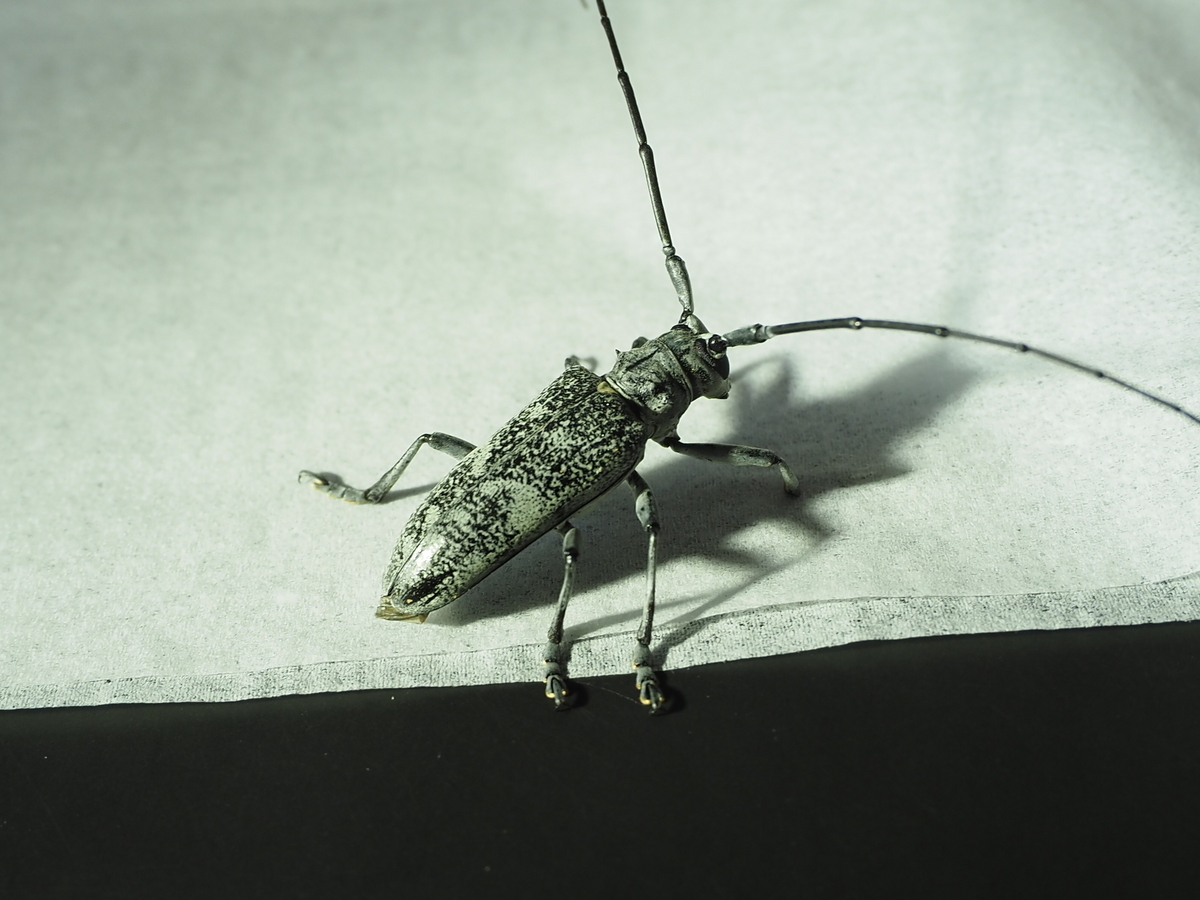 カミキリムシ標本3点まとめて　専用 カミキリムシ標本3点まとめて 専用 （② 昆虫 標本 ドイツ箱入り