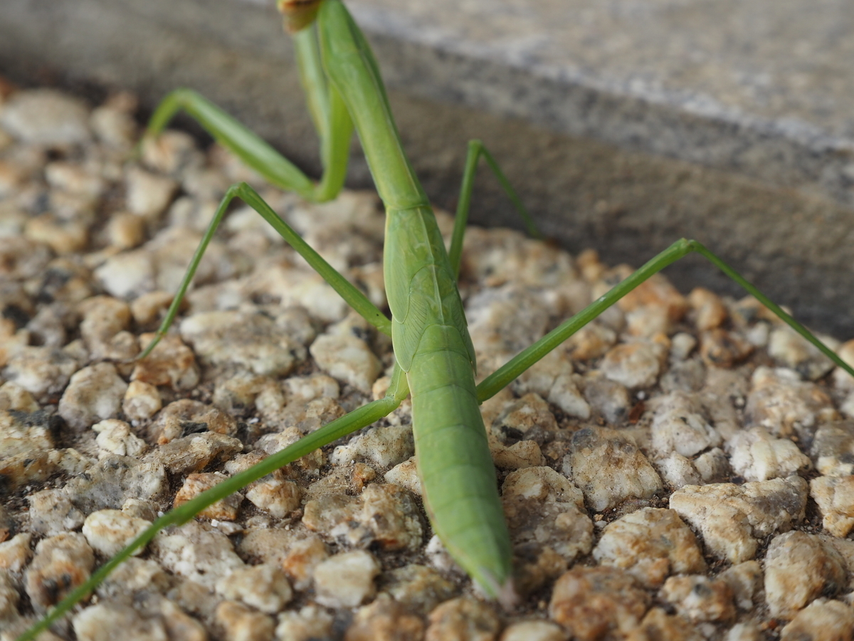 カマキリの種類と翅のない幼虫の姿や色の割合について。見つけやすい花などで探し方も紹介。 - 蓼食う虫も好き好き