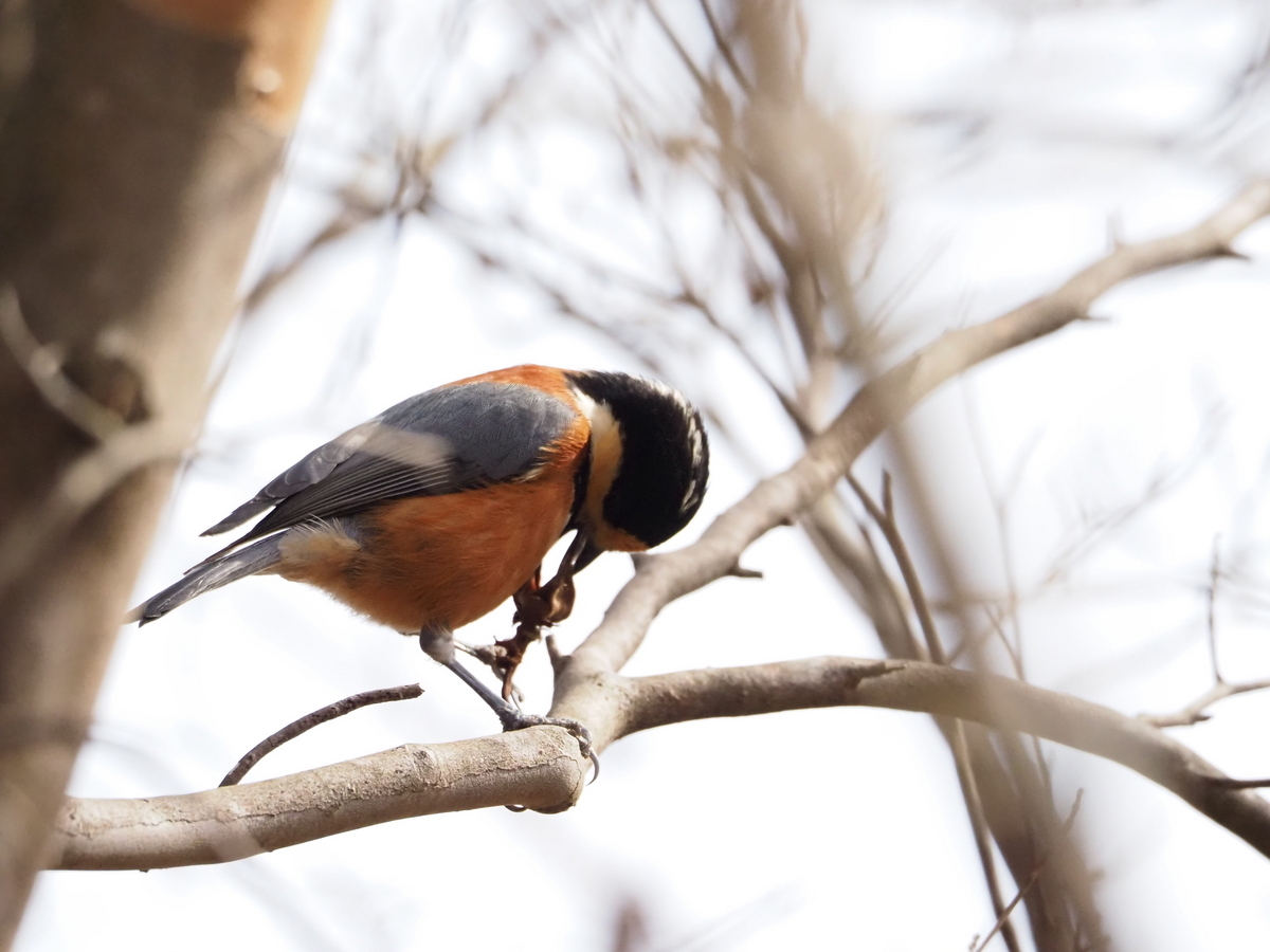 エゴノキに来るオレンジ色の鳥、ヤマガラはなぜ毒のあるエゴノキを