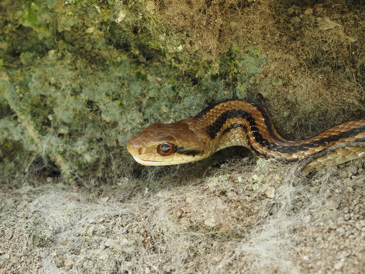 シマヘビの特徴とアオダイショウとの見分け方。威嚇行動を取るかわいい
