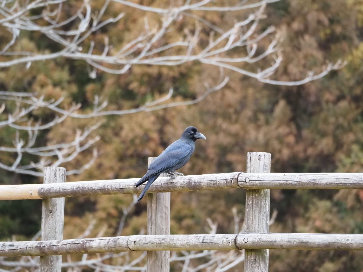 鳥がいく バードストライクの元凶」トモエガモが増えている！ | ニッポン旅マガジン
