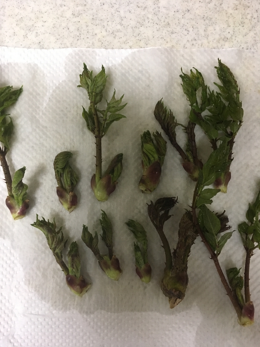 タラの芽の探し方や味について。発見のコツはパイオニア植物としての
