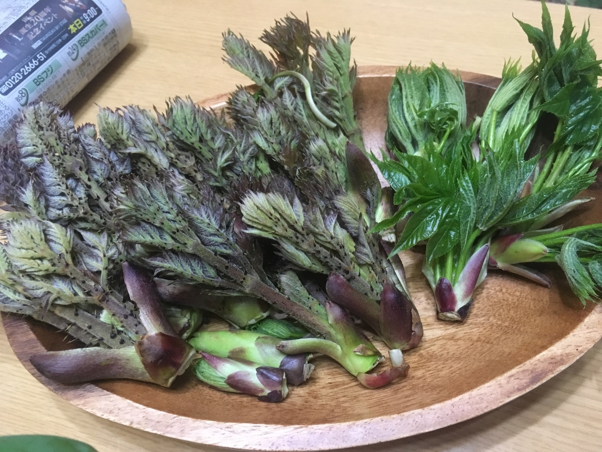 ハリギリはタラの芽と何が違う？おすすめの食べ方と葉や芽の雰囲気での