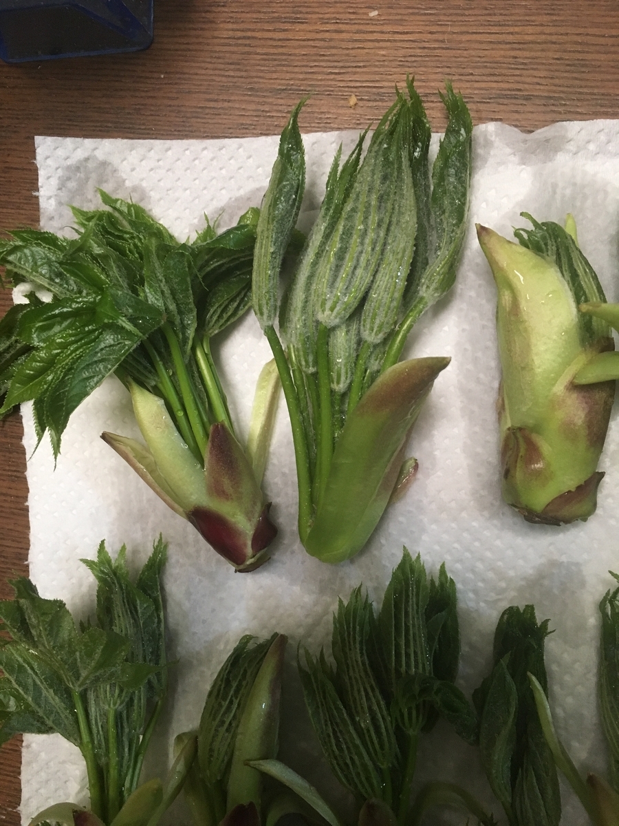 ハリギリはタラの芽と何が違う？おすすめの食べ方と葉や芽の雰囲気での