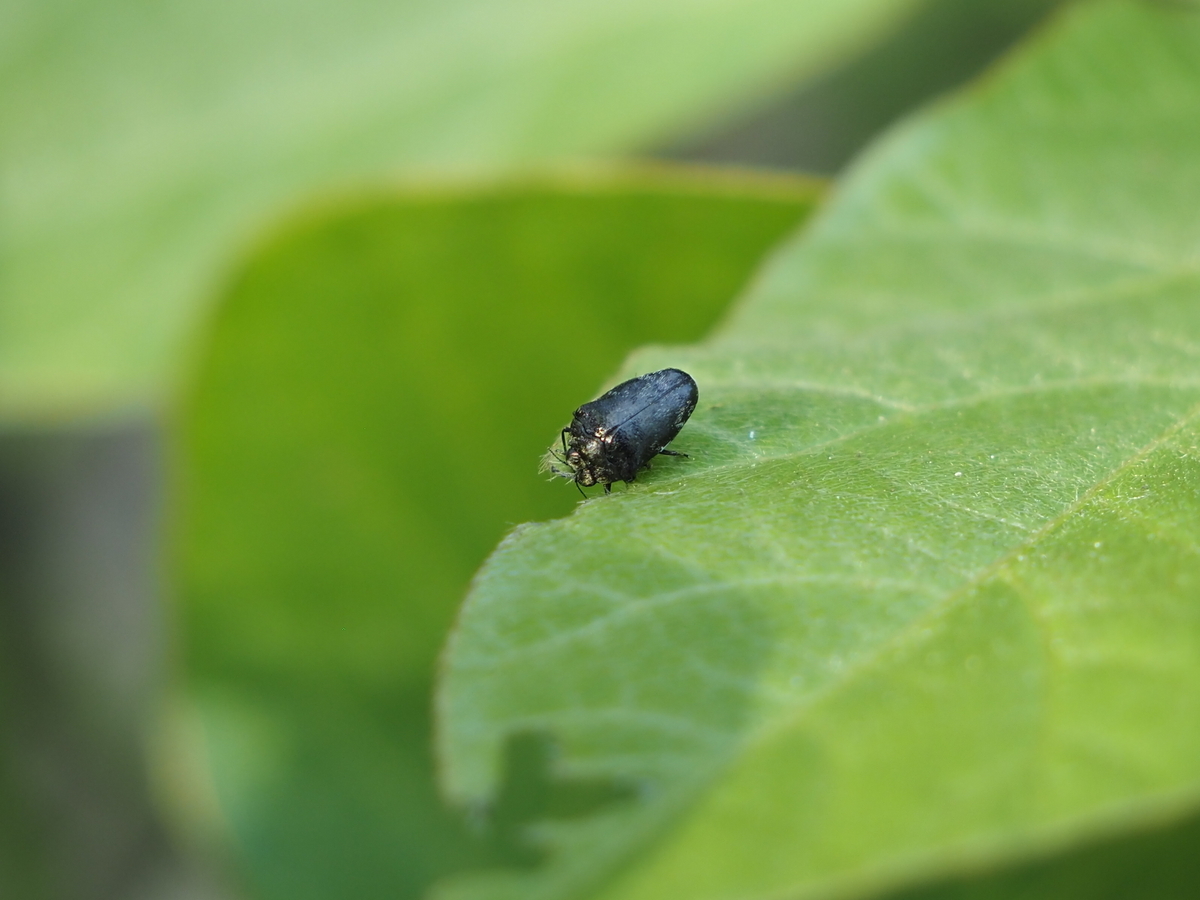 ヤマトタマムシ 上翅159枚 ヤマトタマムシ 上翅159枚 ヤマトタマムシ｜BLOG