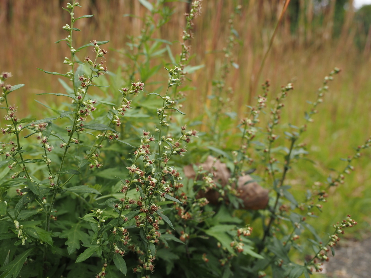 ヨモギの見分け方。人気山菜の採集は毒草と除草剤に要注意 - 蓼食う虫も好き好き
