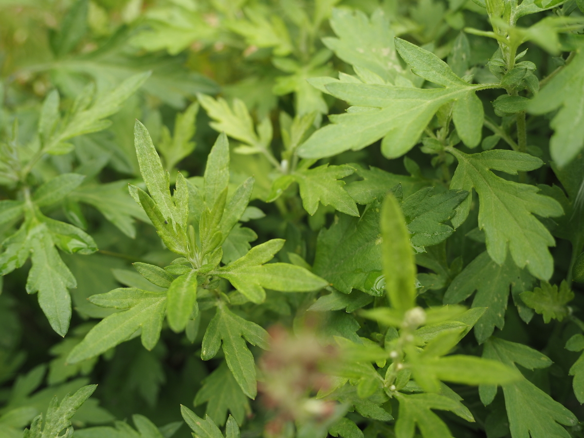 ヨモギの見分け方。人気山菜の採集は毒草と除草剤に要注意 - 蓼食う虫