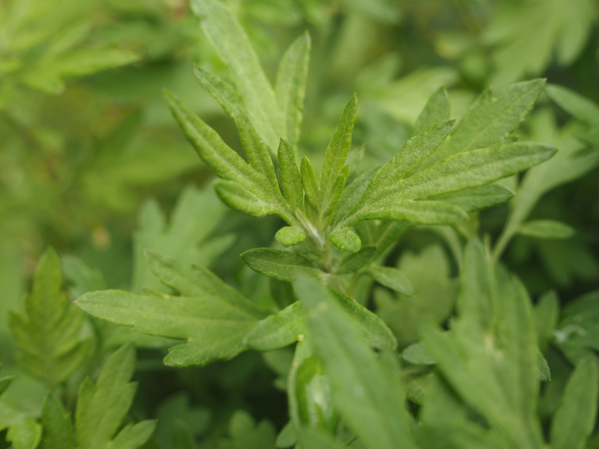 ヨモギの見分け方。人気山菜の採集は毒草と除草剤に要注意 - 蓼食う虫も好き好き